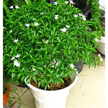 BẦU CÂY GIỐNG MAI VẠN PHÚC