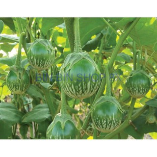 Hạt giống cà bát ta da ếch - 2gr
