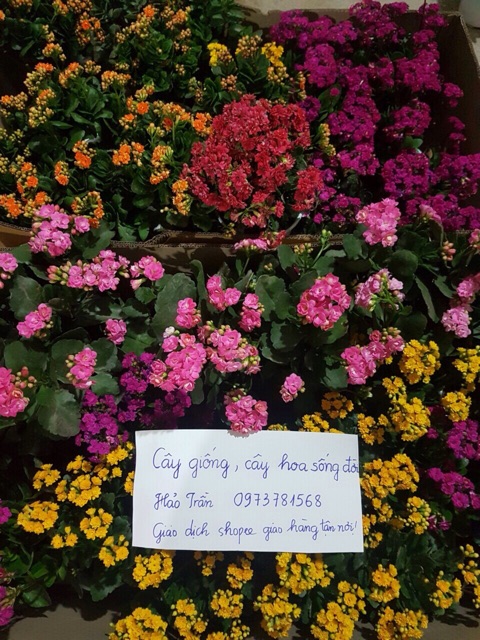 Combo cây bỏng thái đủ 3 màu
