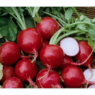 Gói 10g hạt giống củ cải đỏ tròn - hạt mới, nảy mầm tốt