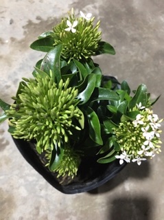 Trang mẫu đơn trắng
