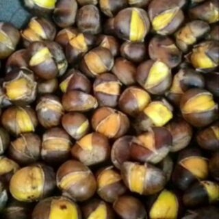 Hạt Dẻ rừng
