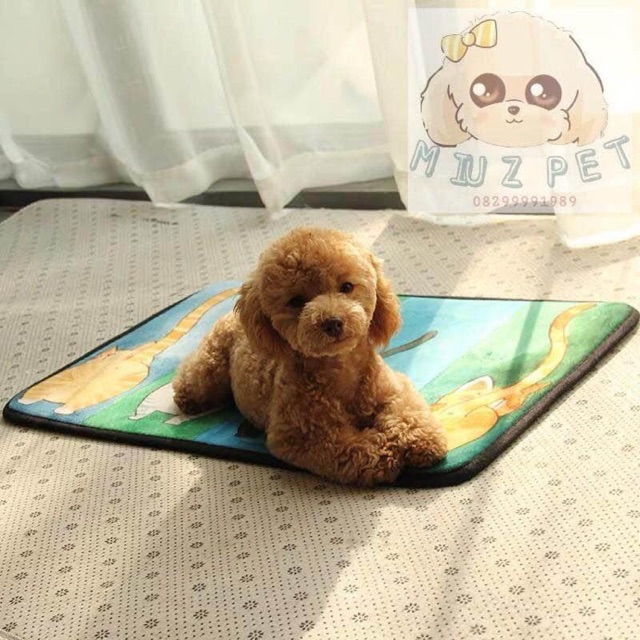 Thảm cho cún iu