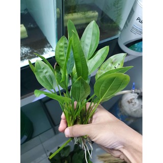 Bách thủy tiên- cây lan nước