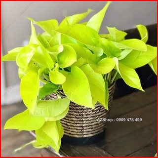 Trầu Bà Thái Vàng - Neon Pothos