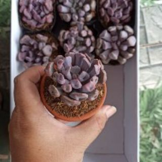 RẺ VÔ ĐỊCH - Chậu Đất Nung 7cm