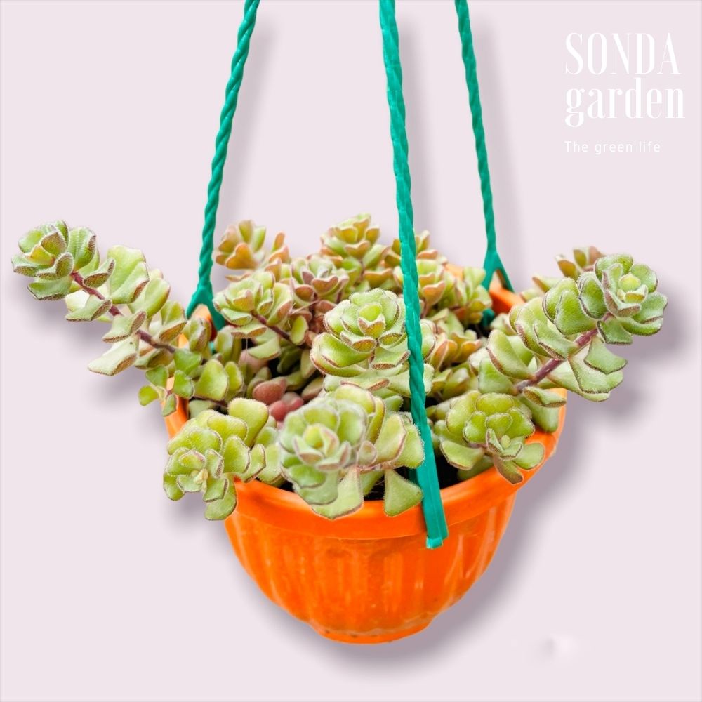 Sen đá sedum hoa hồng pháp SONDA GARDEN trồng chậu treo đường kính 9cm cây cảnh trang trí nhà cửa lỗi 1 đổi 1
