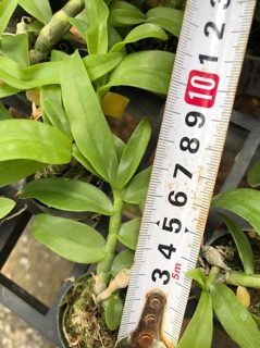 Hoa lan trầm semi alba DL1244