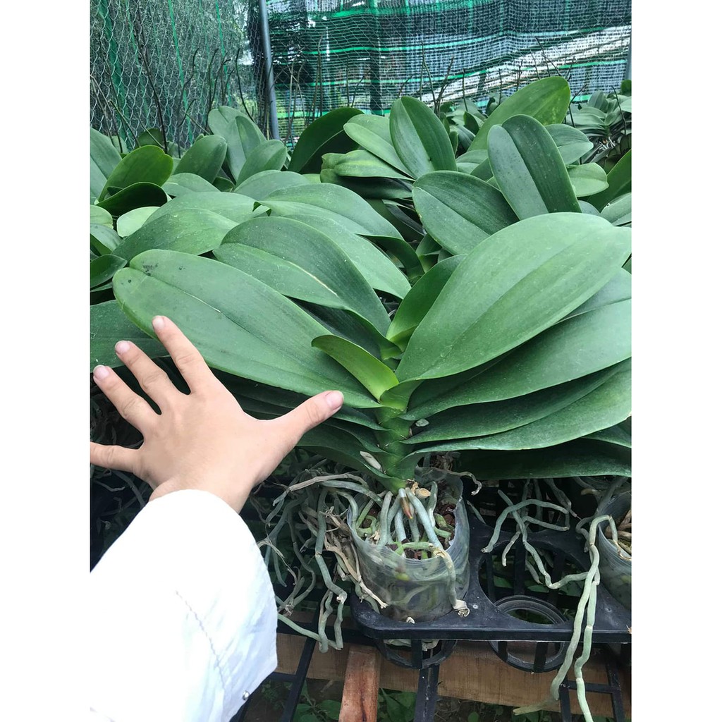 Cây Lan Hồ Điệp khủng cốc 3.5 giống Đài Loan hoa to dài và cực bền - giao cây đã cắt cành - shop BÉ MẦM 06 HCM