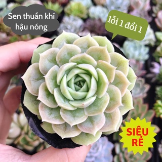 Sen đá Ngọc Bích nhỏ size 4-6cm siêu rẻ đẹp