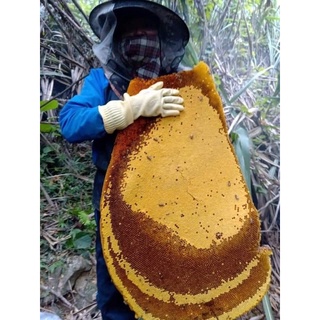 Mật ong rừng nguyên chất