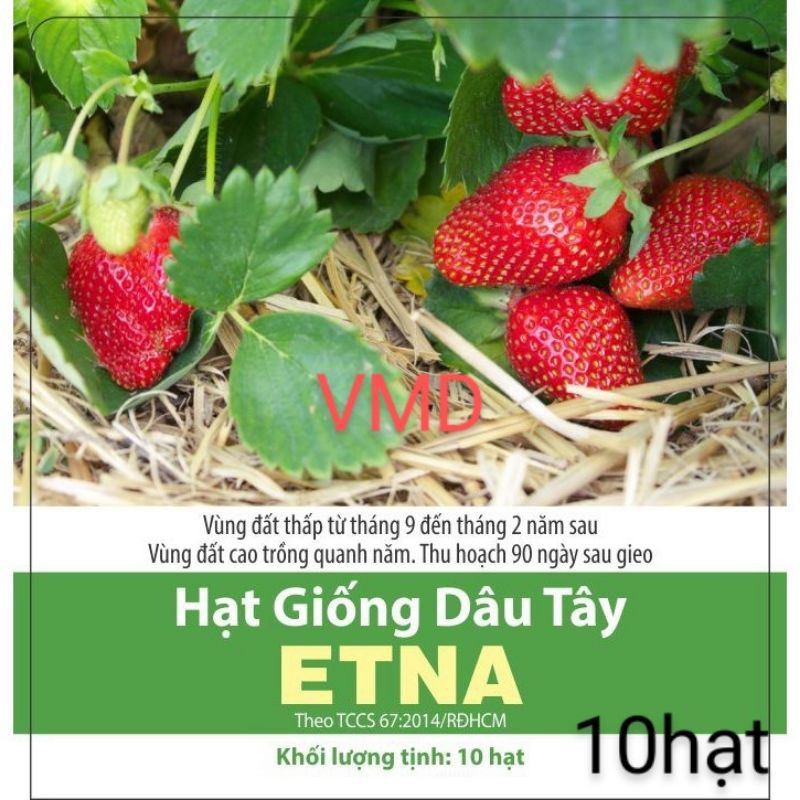 Hạt giống Dâu Tây Etna