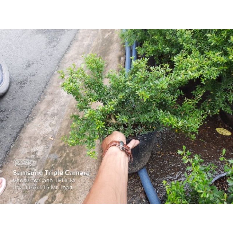 Linh Sam Siêu Bông