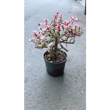 Cây Cành Vàng Lá Ngọc