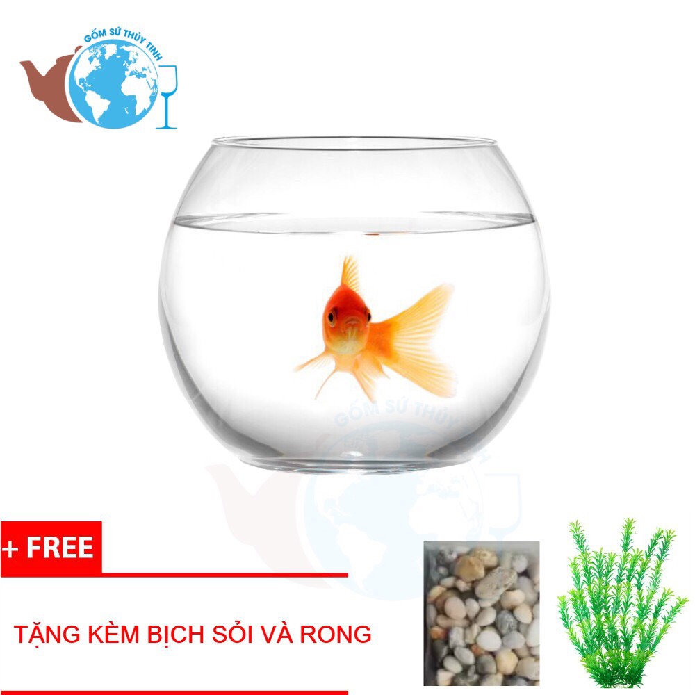 T01 Hồ Cá Thuỷ Tinh Bầu Bể Cá D14cm x H12cm