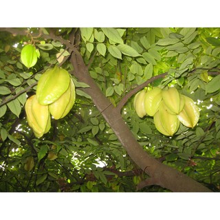 Hạt giống Khế chua