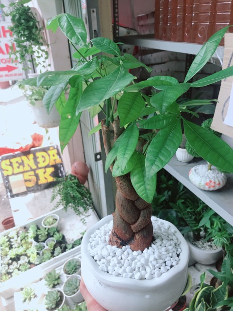 Chậu kim ngân thắt bím 3 thân