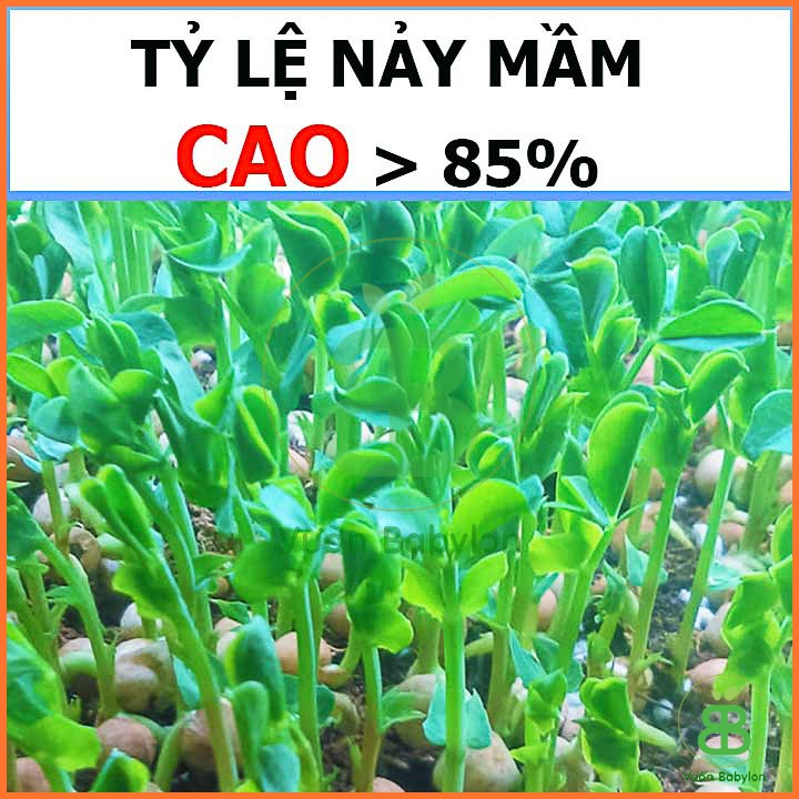 Hạt Giống Đậu Hà Lan Xanh 50G