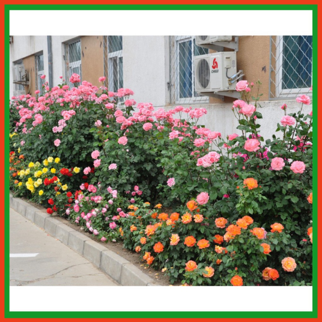 Hạt giống hoa hồng tỉ muội - Dự án phát triển Nông nghiệp Đô thị TUHAi