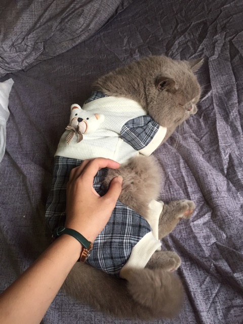 Combo quần áo cho chó mèo áo sơ mi caro vàng  ( tặng kèm túi đeo chéo da)