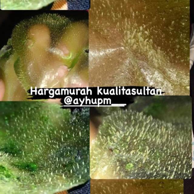 pm_skincare.vn