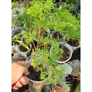 Cây đinh lăng giống