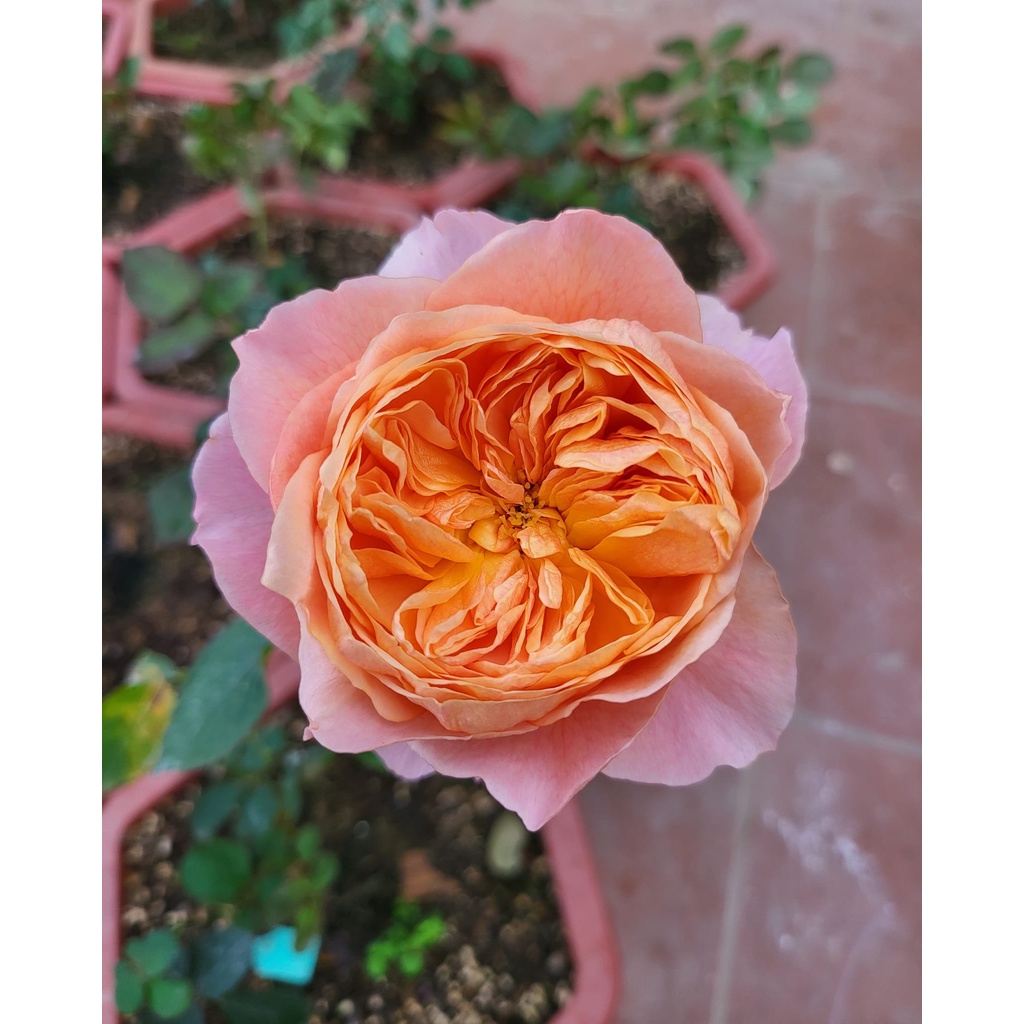 Đất trồng rau sạch và hoa Potting Mix BA, giá thể trồng rau hữu cơ an toàn, tơi xốp, thoáng khí 20dm3