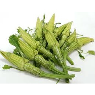 Hạt giống bí siêu nụ ăn non