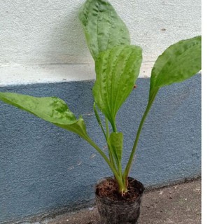 cây giống bông mã đề
