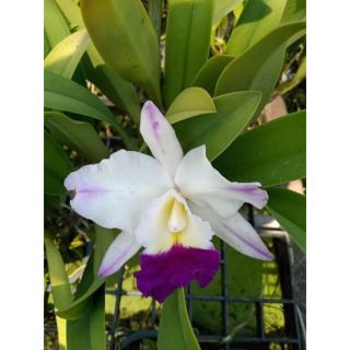 Lan Cattleya màu hoa như hình cây trưởng thành sắp hoa