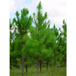 Hạt giống cây giống thông caribe - ( gói 5 hạt )