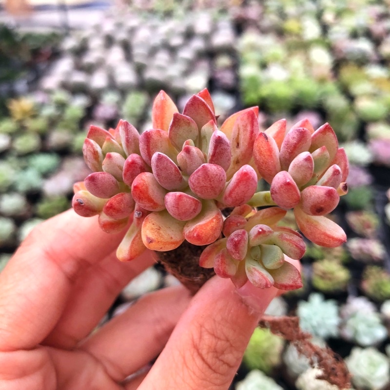 Sen Đá Tím Size Vĩ 3cm Hư 1 Đổi 1