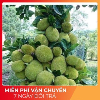 Cây mít thái ra quả siêu sớm sau 12 tháng -Tặng Kèm Phân Bón