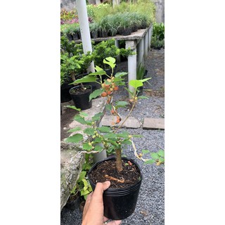 Cây Dâu Tằm bonsai mini để bàn ( đang có trái )