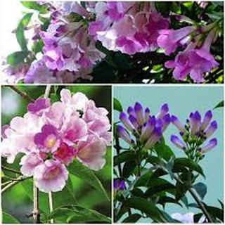 Cây giống cao trên 60cm hoa Lan leoTỏi tím cực đẹp