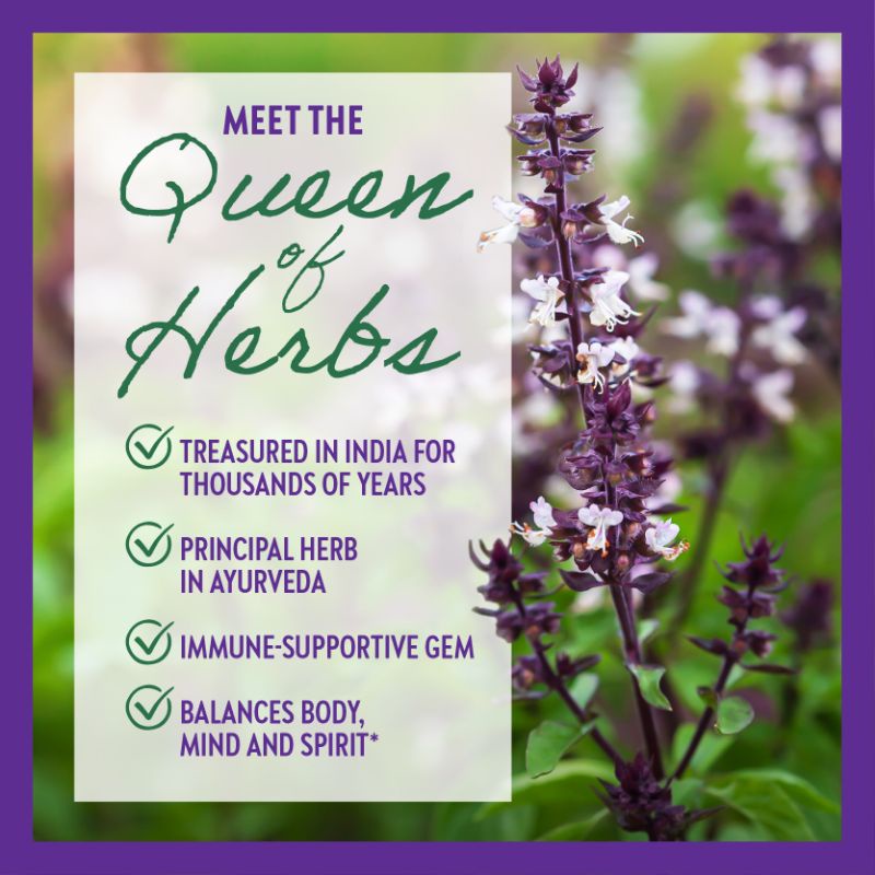 Cây hương nhu tím holy basil  tulsi