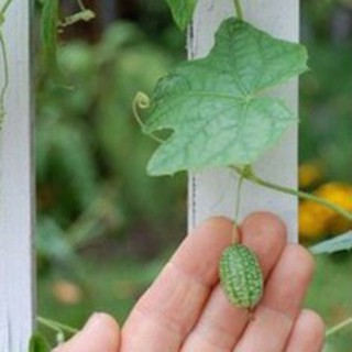 5h Hạt Giống Dưa Chuột Mini Mexico