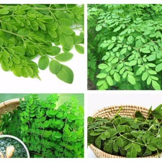 2g Hạt Giống Cây Chùm Ngây (Moringa oleifera)