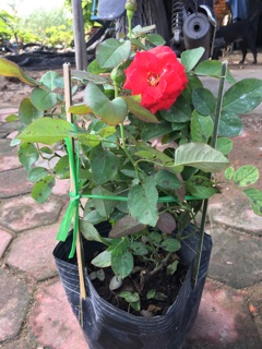 Hồng tố nữ