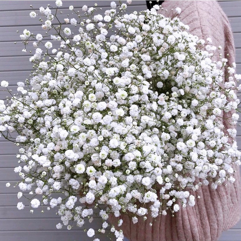 Hoa baby các màu| Ship hoả tốc| Hoa tươi Gifarm