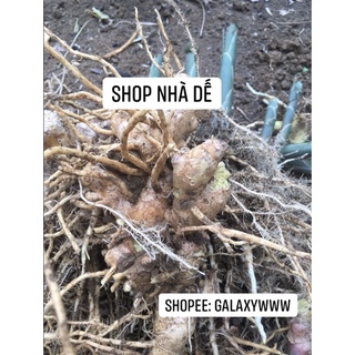 1 kg gừng gió rừng cả rễ