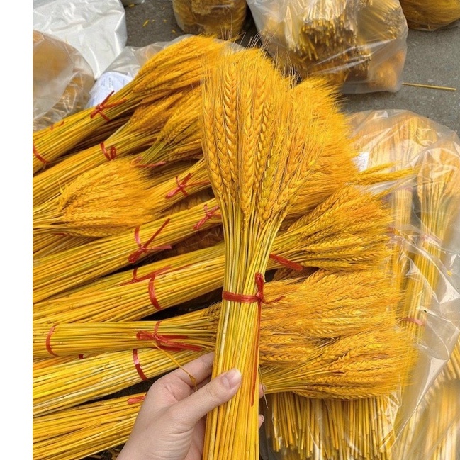 Bông Lúa Mạch Vàng Khô Đẹp Lung Linh Cho Gia Đình