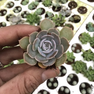 Sen bắp cải tím vĩ