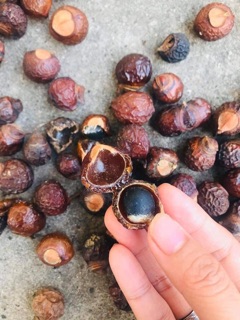 Bồ hòn loại 1