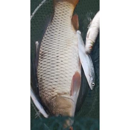 Thính Cá 11 Vị Thuồc bắc siêu  phẩm săn trắm đen #siêu_Kinh_Điển.