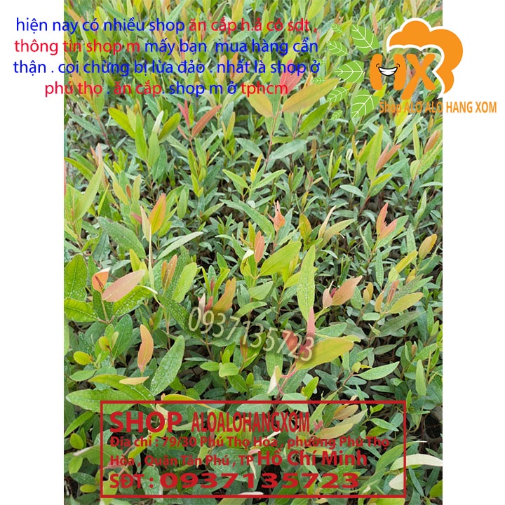 Cây bạch đàn đỏ cây giống -combo 50 cây