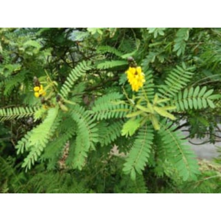 100 gram hạt giống keo dậu