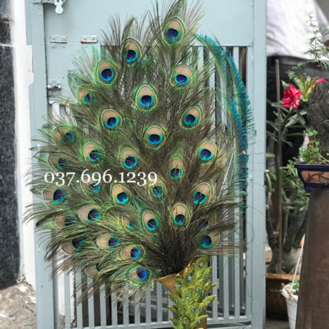 Lông công tự nhiên 100% 9 nhánh loại nhất