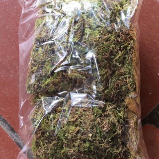 Rêu rừng trồng lan đóng túi