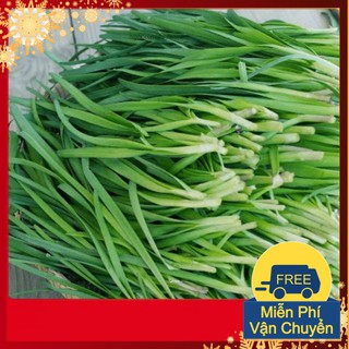 Hạt Giống Hẹ Ta